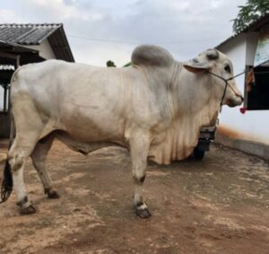 Bojonegoro Perkuat Status Sentra Bibit Sapi PO Berstandar Nasional