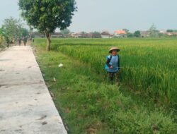 TMMD Reguler ke-128 Kodim Sragen Buka Akses Pertanian, Petani Desa Puro Sambut Musim Panen dengan Optimisme Baru