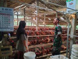 Babinsa Purwantoro Perkuat Dukungan bagi UMKM Peternakan Ayam Petelur Warga