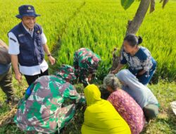 500 Pohon Buah Warnai TMMD Kodim Sragen, Ikhtiar Menjaga Alam dan Masa Depan Desa