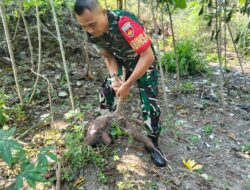 Koramil 03 Serengan dan Warga Gelar Panen Raya Pisang dan Singkong, Perkuat Ketahanan Pangan Berbasis Masyarakat