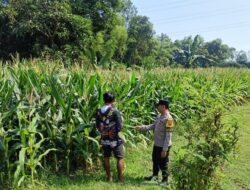 Bhabinkamtibmas di Ngawi Kawal Budidaya Jagung Warga, Perkuat Ketahanan Pangan dari Tingkat Desa