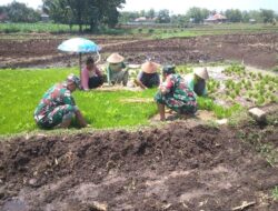 Kejar Target Musim Tanam, Babinsa Gemolong Dampingi Petani di Desa Brangkal