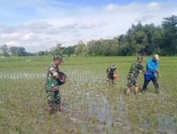 Babinsa Gesi Kawal Pemupukan Perdana, Dorong Produktivitas Padi Sejak Awal Budidaya