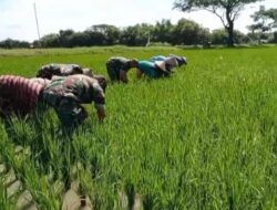 Babinsa Jurangjero Turun ke Sawah, Perkuat Kedekatan TNI dengan Petani