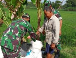 Babinsa Jenar Dampingi Petani, Dorong Pemupukan Padi Tepat untuk Tingkatkan Hasil Panen