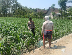 Bhabinkamtibmas Ngawi Perkuat Pendampingan Petani, Jaga Produktivitas Jagung dan Ketahanan Pangan