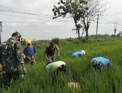 Babinsa Plupuh Turun ke Sawah, Kendalikan Gulma untuk Menjaga Produktivitas Padi