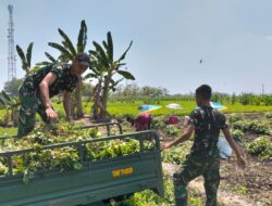 Dari Medan Tugas ke Lahan Pertanian, Yonif TP 885/Belibis Putih Bantu Warga Panen Kacang