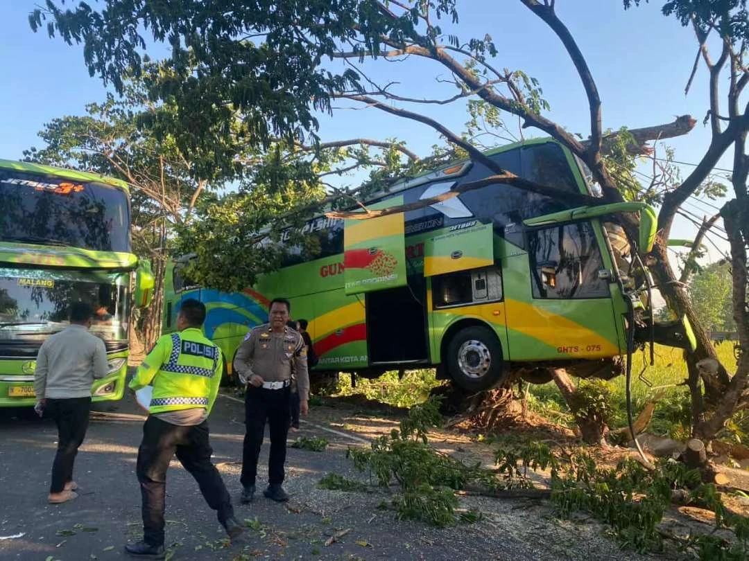 Bawa belasan penumpang bus gunung harta tabrak pohon di jalur pantura tuban thumbnail