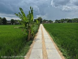 Perkuat Akses Lahan Pertanian, DKPP Bojonegoro Bangun 27,5 Kilometer Jalan Usaha Tani