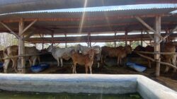 Dari Program Pemerintah Menjadi Kelompok Mandiri, SPR Mega Jaya Bojonegoro Bertahan 14 Tahun